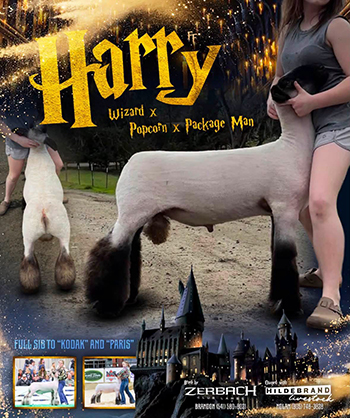 Harry